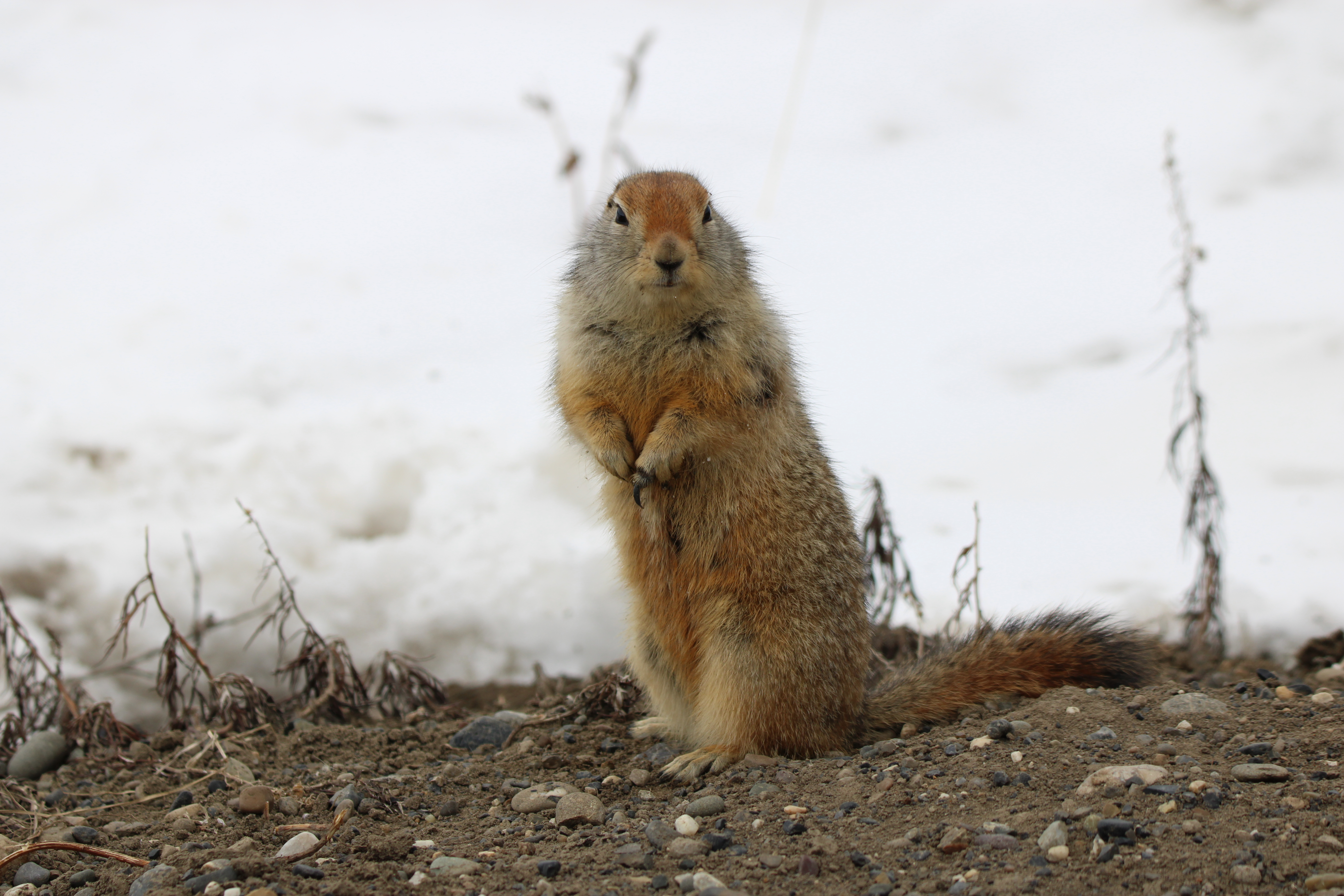 Arctic Ground Squirrel